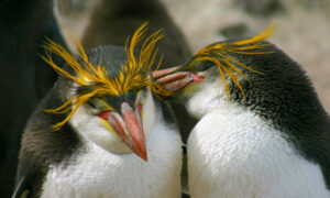 Funds for Vital Research into Crested Penguins in Southern Ocean 10