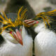 Funds for Vital Research into Crested Penguins in Southern Ocean 11