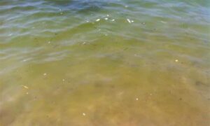 Parliamentary Fin Fish Inquiry Report Released 5