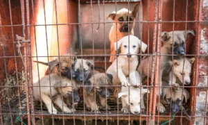 Elwood's Excited About Dog Meat Production in Tasmania 7