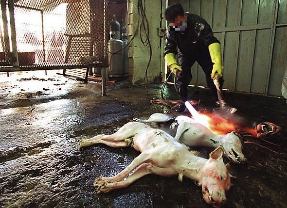 Elwood's Excited About Dog Meat Production in Tasmania 5 Elwood's Excited About Dog Meat Production in Tasmania 5