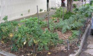 New Nature Strip Policy for Hobart 28