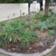 New Nature Strip Policy for Hobart 29