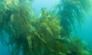 World-first Kelp Restoration Guidebook 16