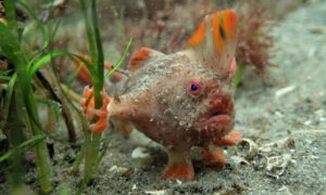 Red Handfish Exhibition at IMAS 33