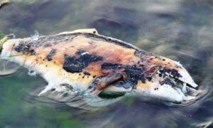 The Parable of the Amen Snorter and the Rotten Fish 14