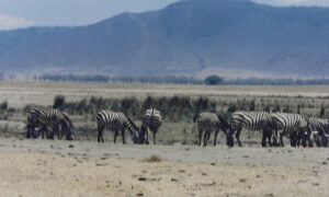 Letter from Tanzania 20