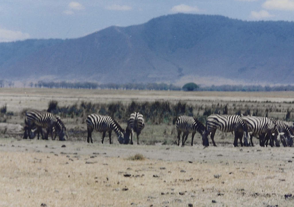 Letter from Tanzania 1