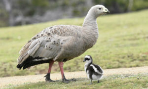 Indefensible Native Wildlife Culling is 'Business as Usual' Practice in Tasmania 7