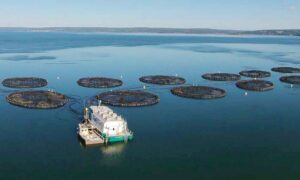Cooke Aquaculture Targets Tassal Takeover 15