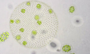 Bushfire Smoke Pumps Up Phytoplankton 10