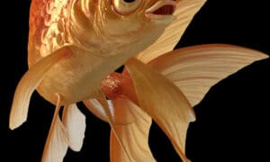 TasWater Appoints Spokesfish 'Bob Goldfish' 10
