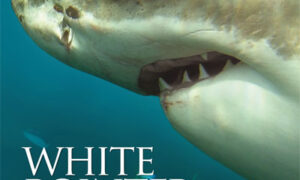 What are Salmon Farms Doing about Shark Danger? 11