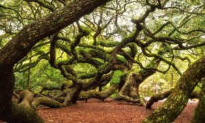 National Tree Day 9