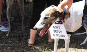 Greens Table Petition to End Greyhound Racing 28