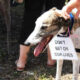 Greens Table Petition to End Greyhound Racing 29