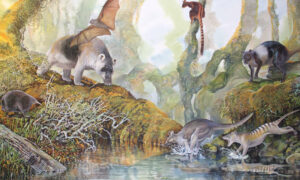 The Giant New Guinea Kangaroo 20