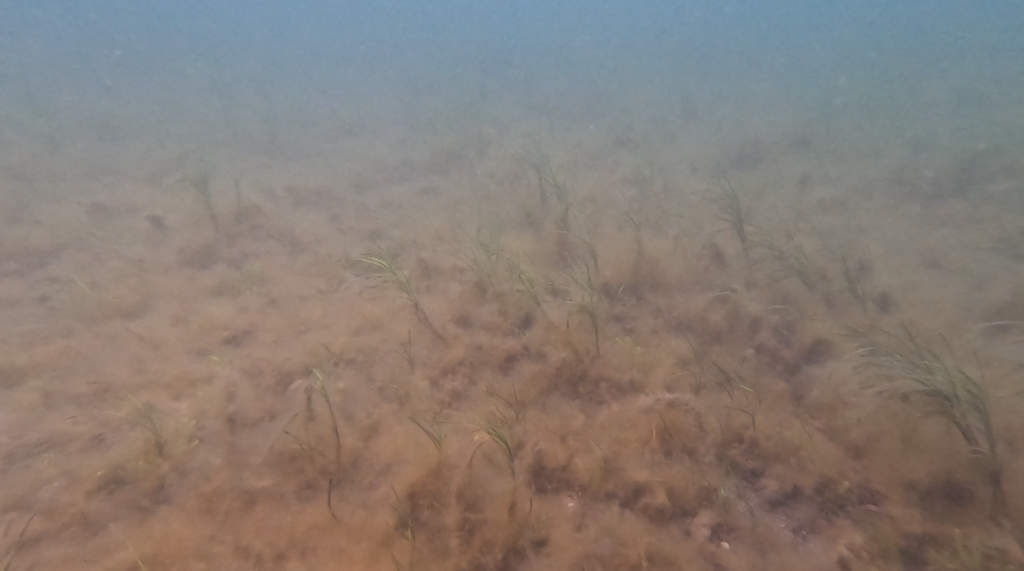 Seagrass Slimed by Fish Farm Pollution 4 Seagrass Slimed by Fish Farm Pollution 4