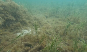 Seagrass Slimed by Fish Farm Pollution 5