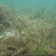 Seagrass Slimed by Fish Farm Pollution 6