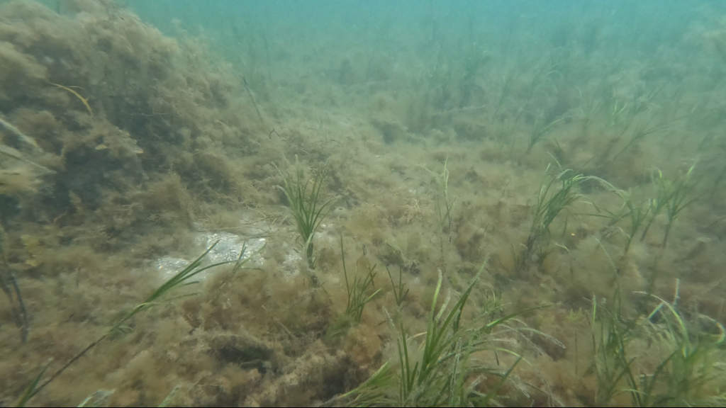Seagrass Slimed by Fish Farm Pollution 3