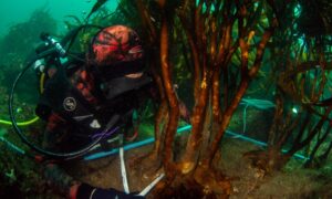 New Open-access Kelp Forest Database and Platform 19