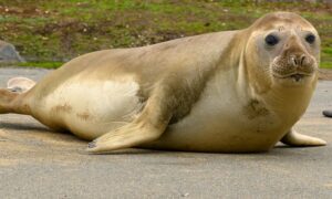 NRE: Leave Seals Alone 7