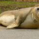 NRE: Leave Seals Alone 8