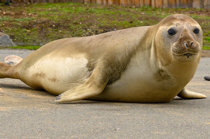 NRE: Leave Seals Alone 1