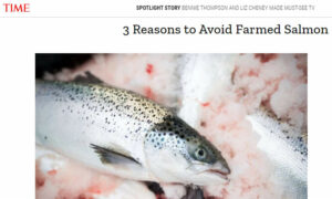 TIME Magazine Slams Farmed Salmon 7