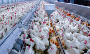 Monbiot: Current Methods of Food Production are Unsustainable 5