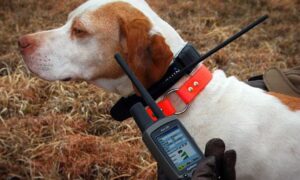 Animal Welfare Improvements Overdue 20