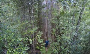 On Forestry ... 29
