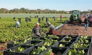 Amplifying Farmers’ Voices: Perspectives on Alt-proteins and Just Transition 29