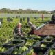 Amplifying Farmers’ Voices: Perspectives on Alt-proteins and Just Transition 30