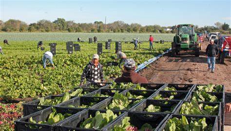 Amplifying Farmers’ Voices: Perspectives on Alt-proteins and Just ...