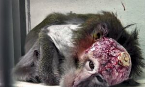 Submissions Closing on Draft Animal Welfare Amendment Bill 2022 15
