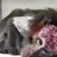 Submissions Closing on Draft Animal Welfare Amendment Bill 2022 16