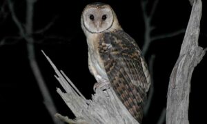 Green Canary Podcast – Tasmanian Masked Owls 17