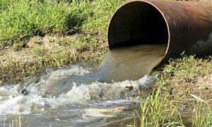 NOFF: Govt Finfish Response 'Not Good Enough' 27