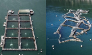 Dossier on Cooke Aquaculture by Pulitzer-Prizewinning Journalists 9