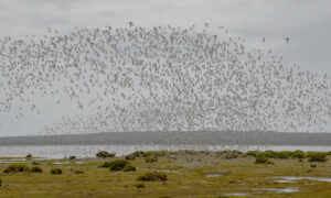 Progress on Ramsar Nomination of Robbins Passage 25