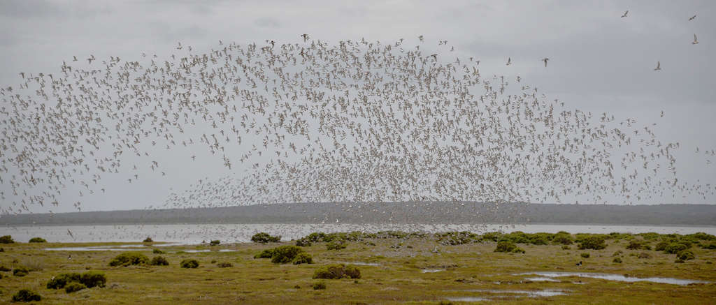 Progress on Ramsar Nomination of Robbins Passage 1