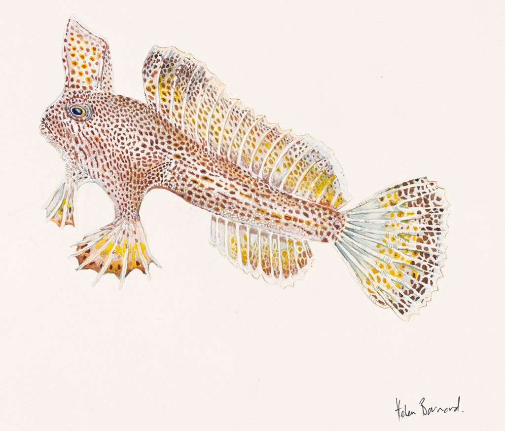 Concert in Aid of Endangered Handfish 1