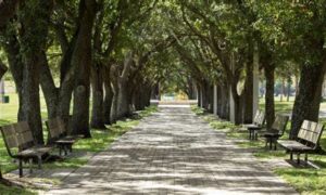 City Canopy Project Aims for 40% Cover 21