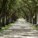City Canopy Project Aims for 40% Cover 22