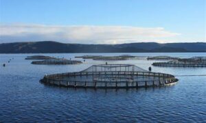 EPA Makes New Determination for Macquarie Harbour 15