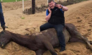 Sykes Report on TasRacing Animal Welfare 24