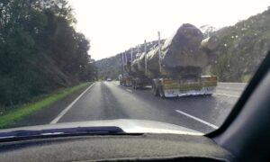 Australia's Favourite Tree? 16