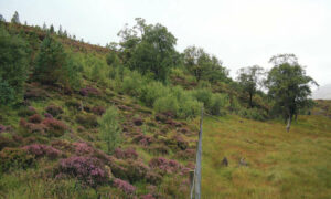 On Fallow Deer Management Plan 26